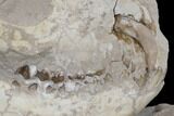 Juvenile Oreodont (Merycoidodon) Skull - South Dakota #113286-6